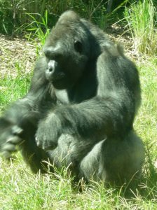 gorilla.1