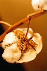 cotton