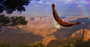 Eagle takes flight over Grand Canyon USA