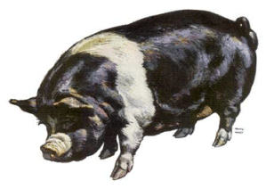 pig.jpg